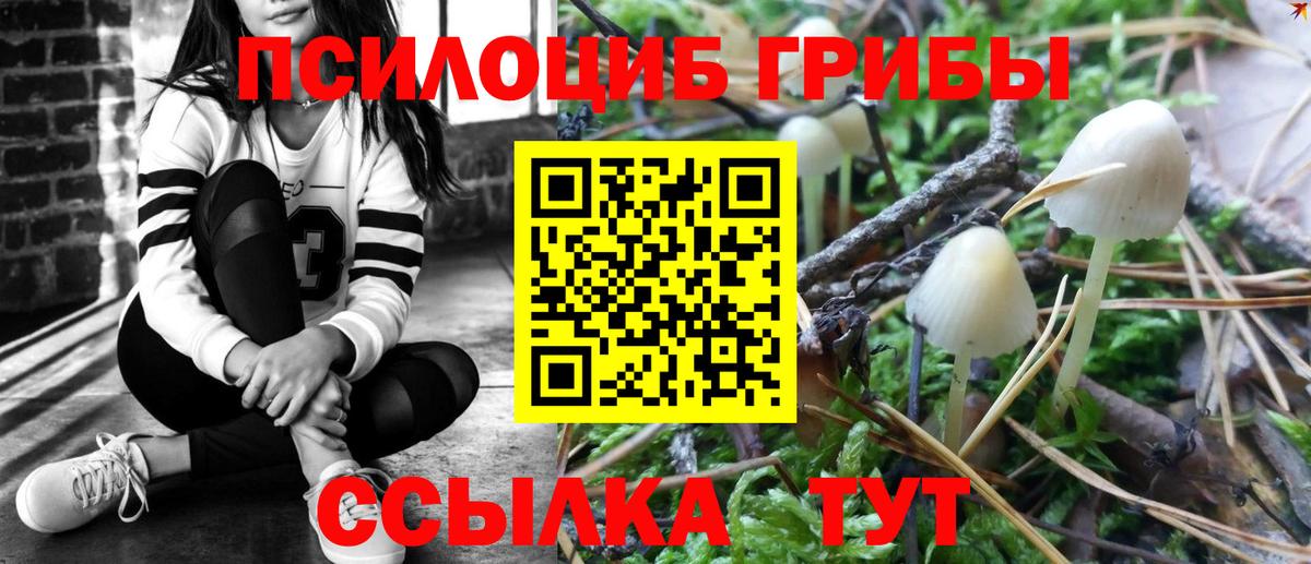 Галлюциногенные грибы Psilocybine cubensis Георгиевск